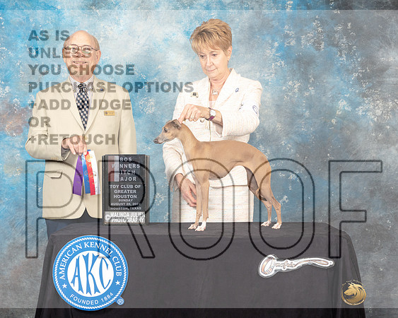 Italian Greyhound #6 Sun WBBOS Judge Tim Robbins-_MJ_0356e_HstnToy_2022-HR3