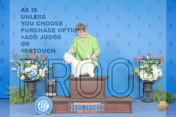 Westhighland White Terrier #8 THUR BW M Judge Jon Cole__JP_8234_Houston_2024_HR3
