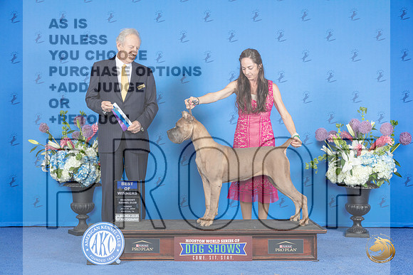 Cane Corso # SUN WB BOW Judge James Moses__JP_0764_Houston_2024_HR3