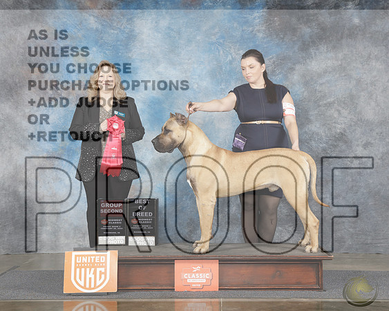 Perro De Presa Canario #700 Fri Show 1 BOB G2 Judge Janet EmeryPerro De Presa Canario #700 Fri Show 1 BOB G2 Judge Janet Emery_WP_7382e-UKC Midwest Classic Richmond IN 2025-HR3