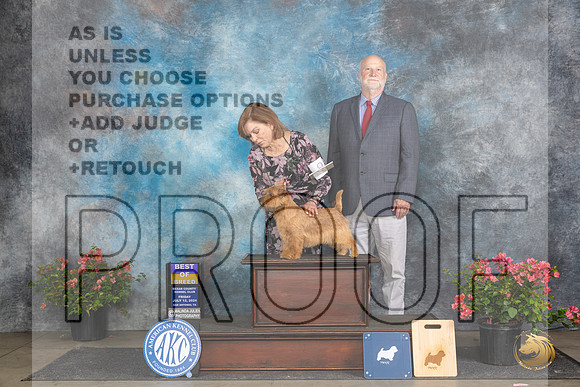 Norfolk Terrier #9 Fri BOB Judge Elizabeth ‘Beth’ Sweigart__JP_4326_San Antonio_2024_HR3
