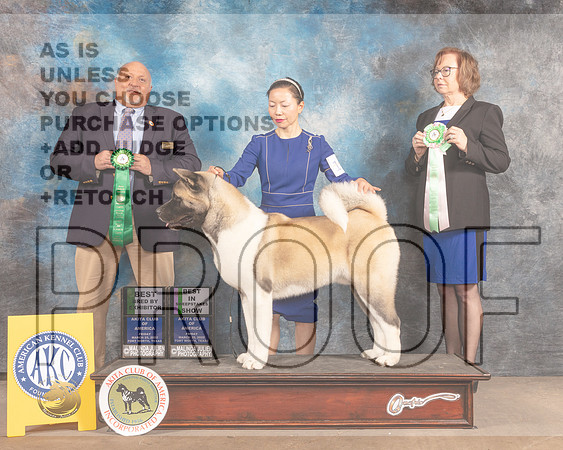 Akita #19 Fri BISweeps BBE Judge Hal Biermann-MMJ_7070-FW2022-HR3