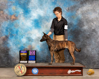 Dutch Shepherd #68 Sun BOBBIMisc Judge Linda Clark