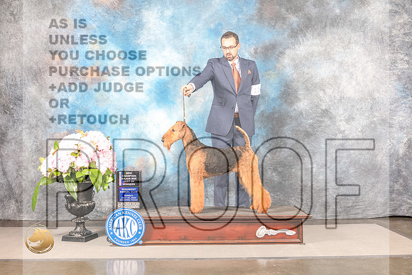 Airedale Terrier #10 SUN WBOS NCH Judge Steven KeatingAiredale Terrier #10 SUN WBOS NCH Judge Steven Keating_MJ_7964_Houston_2022_HR3_Houston_2022_HR3