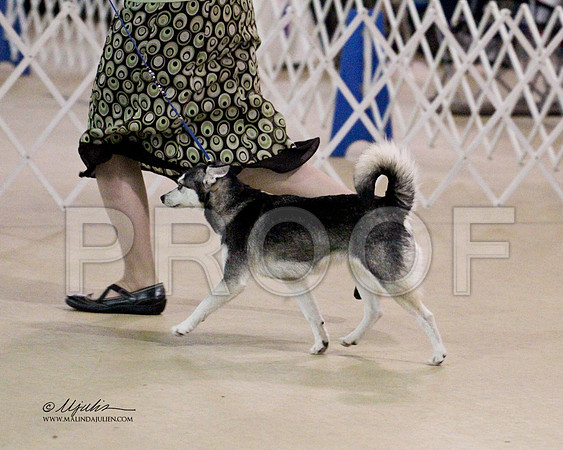Klee Kai-0887