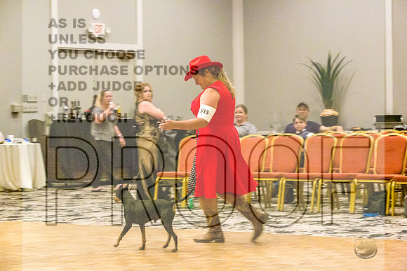 Manchester Terrier MTOY Candids-JJL_2196-Hstn2022_HR3
