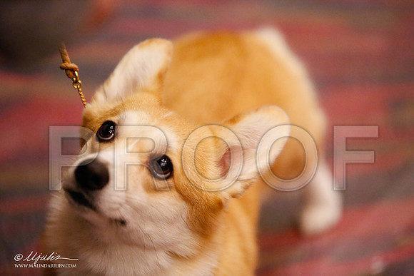 _JJ_0539-HstnCorgiFeb2015-HR3