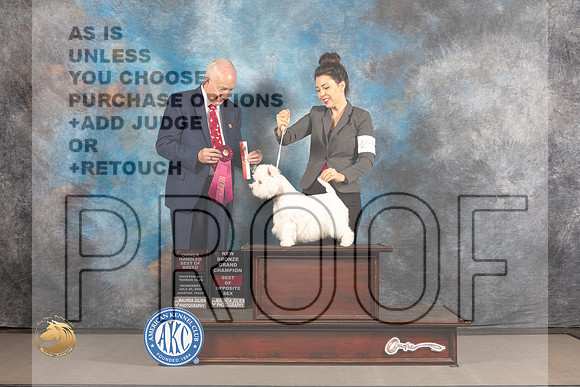 West Highland White Terrier #20 BOPOH WED BOS OHBOB NBCH Judge Gary Sackett_MJ_1970_Houston_2022_HR3