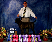 Perro De Presa Canario Group 1, BIS Vet Mark Clemens Norman Nov 2013