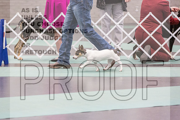 Teddy Roosevelt Terrier Rings Fri Ring 1_JJL_6503_UKCLNGVIEWOCT2024_2024_HR3