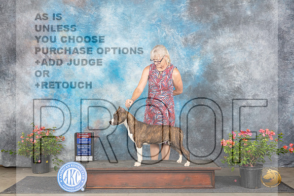 American Staffordshire Terrier #6 Fri BOWBOS Judge Karen McFarlane__JP_6069_San Antonio_2024_HR3