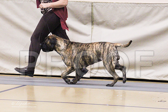 Bullmastiff-0314LR