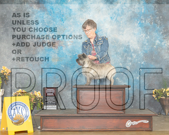 Cairn Terrier #10 Fri OHG2 Judge Cathy Daugherty-MMJ_0385-NWARK2022-HR3