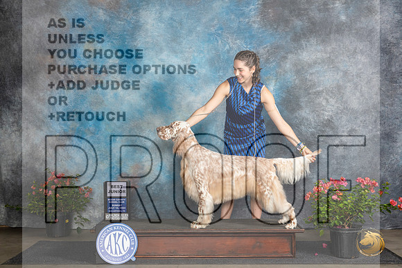 English Setter #J600 Sun BJr Judge Karen McFarlane__JP_5795_San Antonio_2024_HR3