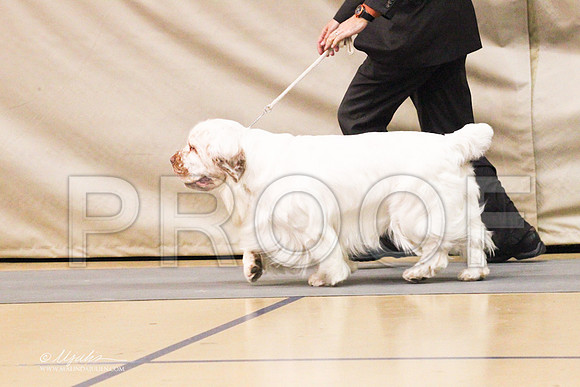 Spaniels(clumber)-4567LR