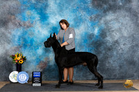 Great Dane #5 Sat G1 Judge Rick Gschwender r