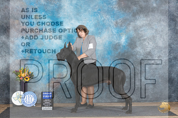 Great Dane #5 Sat G1 Judge Rick Gschwender r__JP_0002_Abilene_2024_HR3
