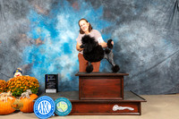 Poodle Miniature #8 Sat BOV Judge Shelley Hennessey