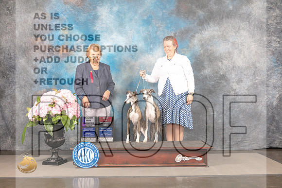 Whippet #27 #50 Sun  Judge Polly Smith_MJ_7845_Houston_2022_HR3
