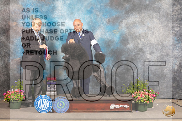 Poodle Std #12 Fri BOSWBCh Judge David Bolus_MJ_0020_SA_2022_HR3