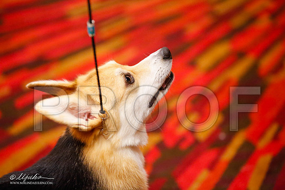 _JJ_0005-HstnCorgiFeb2015-HR3
