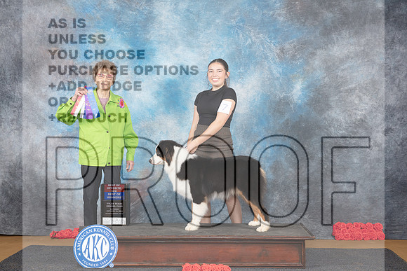 Australian Shepherd #7 Sat BOWBOS Judge Pat Trotter__JP_9991e_Sulphur Springs2024-HR3