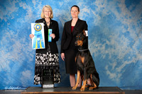 Doberman Pinscher #O5 Fri First Leg
