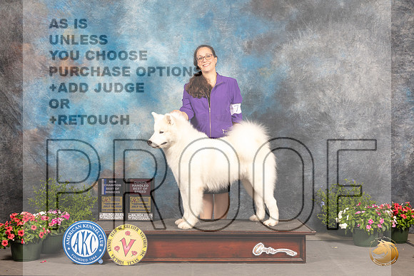 Samoyed #7 Sat BOWOHBOB Judge Darryl Vice_MJ_0109_SA_2022_HR3