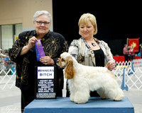 Spaniel Cocker Parti Color #8 Sun WB York Dena Judge Ms Denny C Mounce