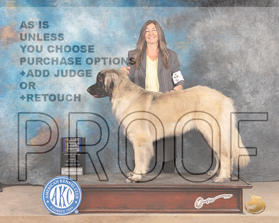 Leonberger #14 Sun BOBBOWM Judge Eric Liebes-MMJ_4433-Abilene2022-HR3