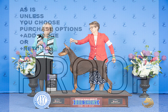 Doberman #44 SUN WB Judge Annella Cooper_JP_0055e_Houston_2024-HR3