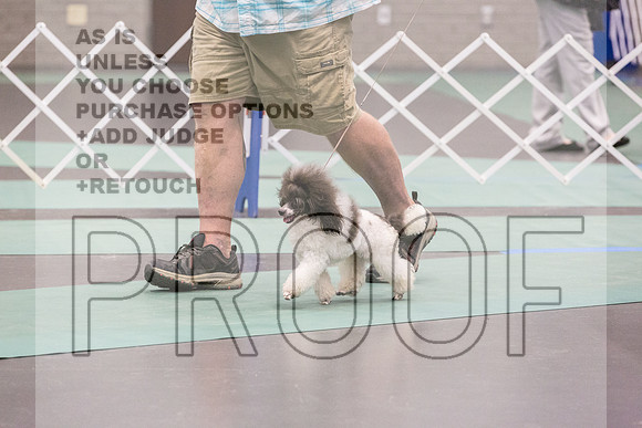 Poodle Mini Toy Rings Fri Ring 1_JJL_7306_UKCLNGVIEWOCT2024_2024_HR3