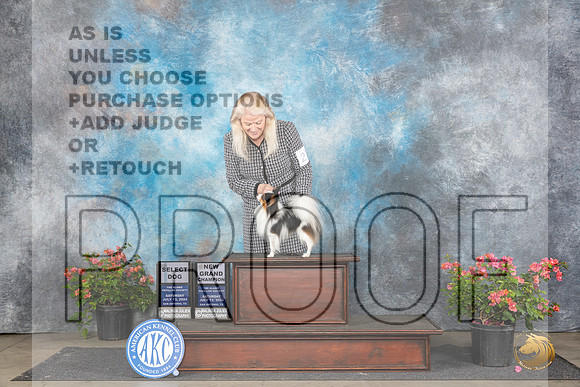 Papillion #21 Sat SDGCH Judge Azalea Alvarez__JP_5004_San Antonio_2024_HR3