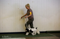 Cocker Spaniel Sat S1 Ring