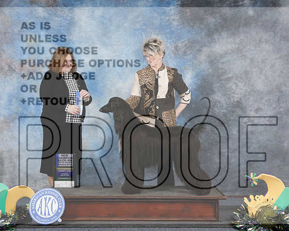 Afghan Hound #6 Fri WB BOW M NCH Judge Elizabeth Muthard rAfghan Hound #6 Fri WB BOW M NCH Judge Elizabeth Muthard r_WP_2415e-Alexandria 2025-HR3
