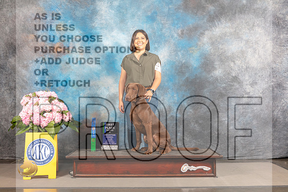 Labrador Retriever #32 THUR Obedience Judge?_MJ_3922_Houston_2022_HR3