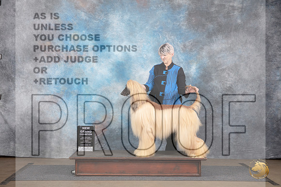 Afghan Hound # Sun BOB NGCh Judge Brenda Landers__JP_2955_LongviewTX_2024_HR3