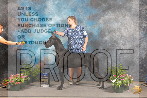 Great Dane #9 Sun BOW Judge David Bolus_MJ_1196_SA_2022_HR3