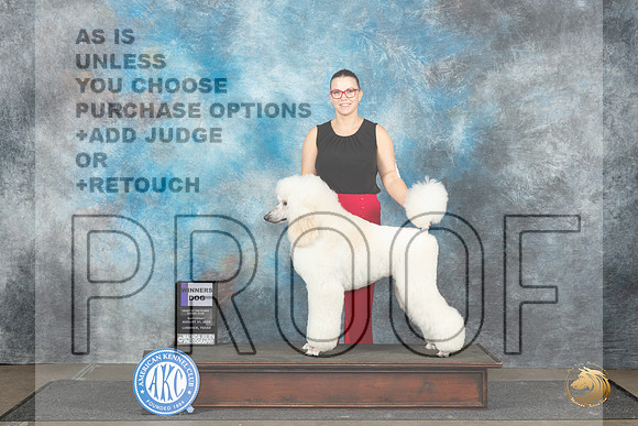 Poodle Std #7 Sat WD Judge Sharon Newcomb__JP_3586_Lubbock_2024_HR3