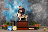 Miniature American Shepherd #10 Thur BOB Judge Jan Paulk