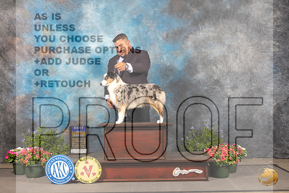 Miniature American Shepherd #10 Thur BOB Judge Jan Paulk_MJ_0013_SA_2022_HR3