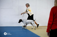 German Shorthaired Pointer Sat Ring S2