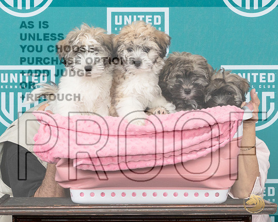 Lowchen Pups 2__JP_2242_Premier_2024_HR3