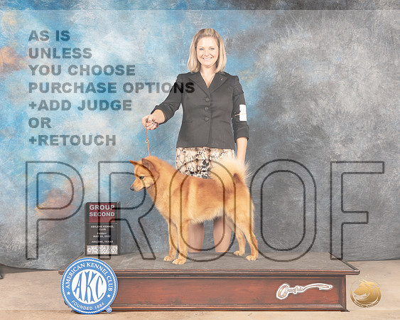 Finnish Spitz #5 Fri G2 Judge Thomas Starfield-MMJ_3428-Addison2022-HR3