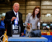 Yorkshire Terrier #22 Sun BOW New Ch +A1