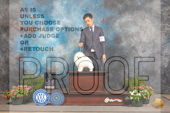 Pomeranian #9 Sun WBBOW Judge Darryl Vice_MJ_1336_SA_2022_HR3