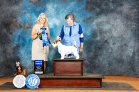Russell Terrier #5 Sun G1 Judge Pamela Wilson