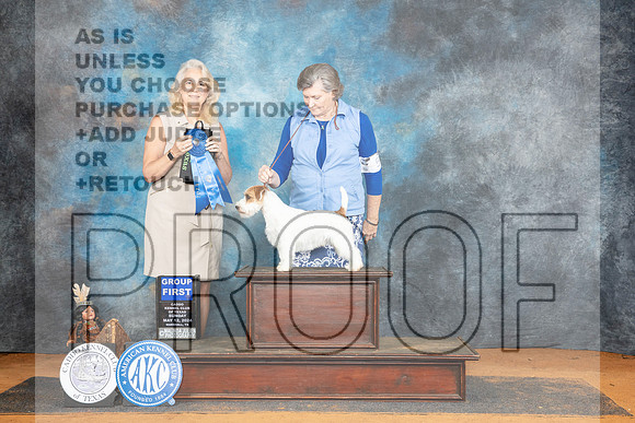 Russell Terrier #5 Sun G1 Judge Pamela Wilson__JP_8879_MARSHALL_2024_HR3