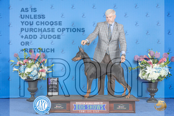 Doberman #28 FRI WB M Judge Ronald Freeman__JP_9095_Houston_2024_HR3