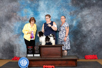 Havanese #8 Sat BOSOHBOB Judge Helen Tomb-Taylor